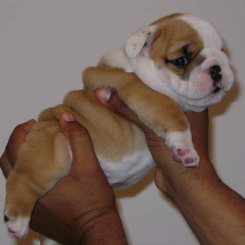 chiot bulldog anglais